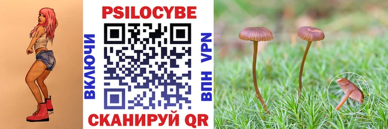 Псилоцибиновые грибы Psilocybe  сколько стоит  Чудово 